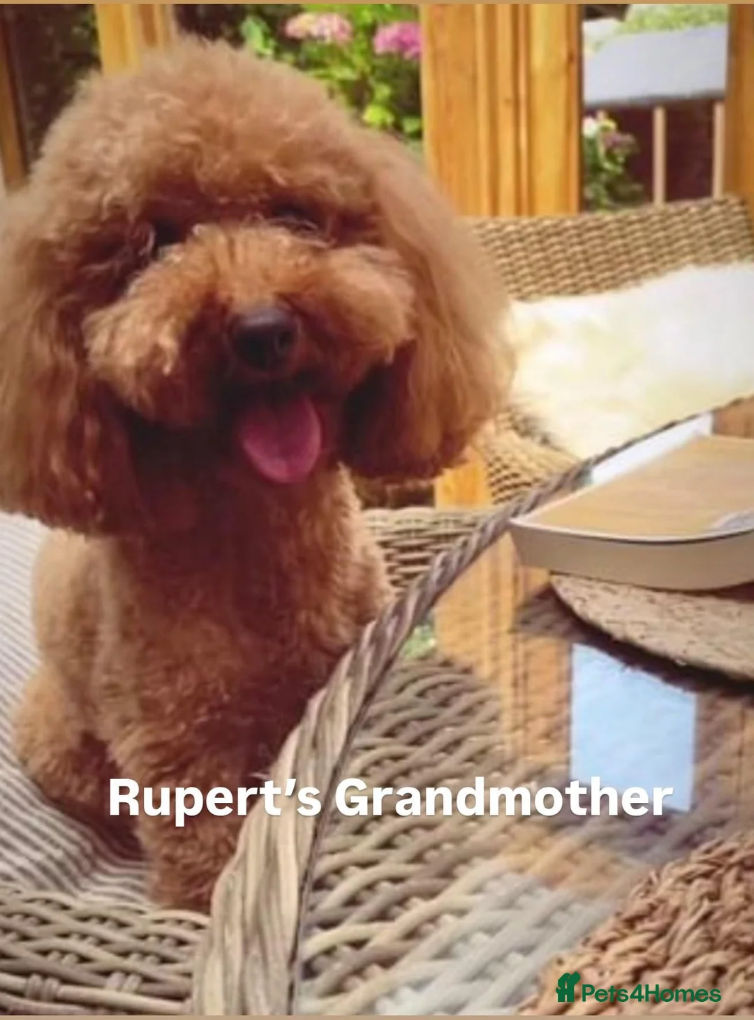 Toy Poodle dogs for stud: Rupert - Toy Poodle - Essex based in Colchester - Advert 9