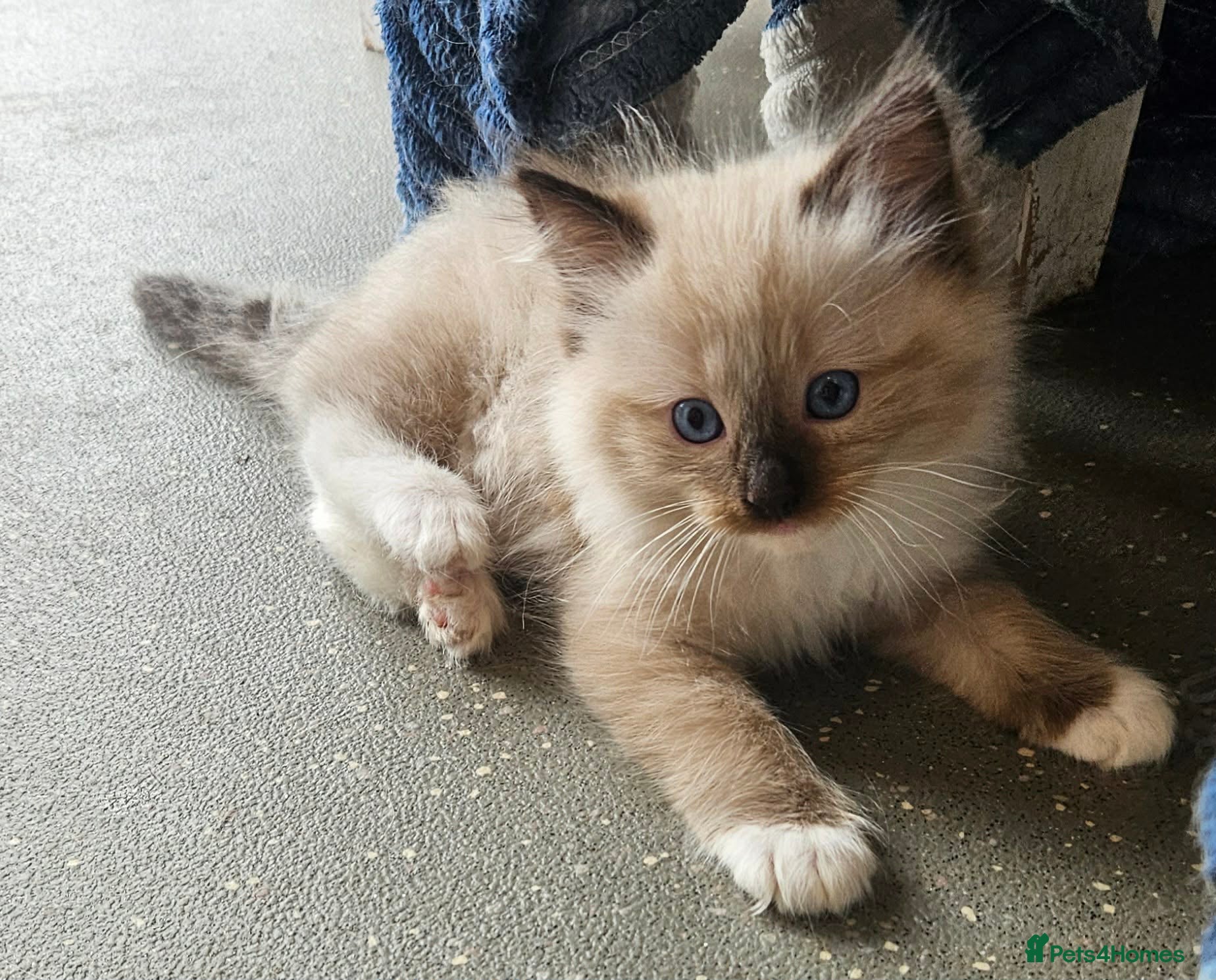 Ragdoll cats 2 gorgeous boys  - Advert 1