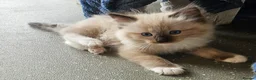 Ragdoll cats for sale: 2 gorgeous boys  - Advert 1