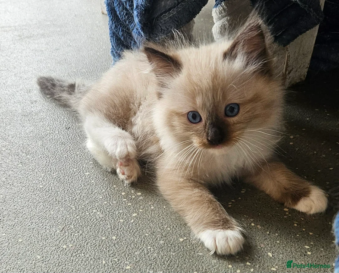 Ragdoll cats for sale: 2 gorgeous boys  - Advert 1