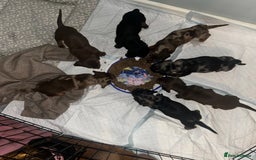 Miniature Dachshund dogs for sale: Mini dachshunds  - Image 6