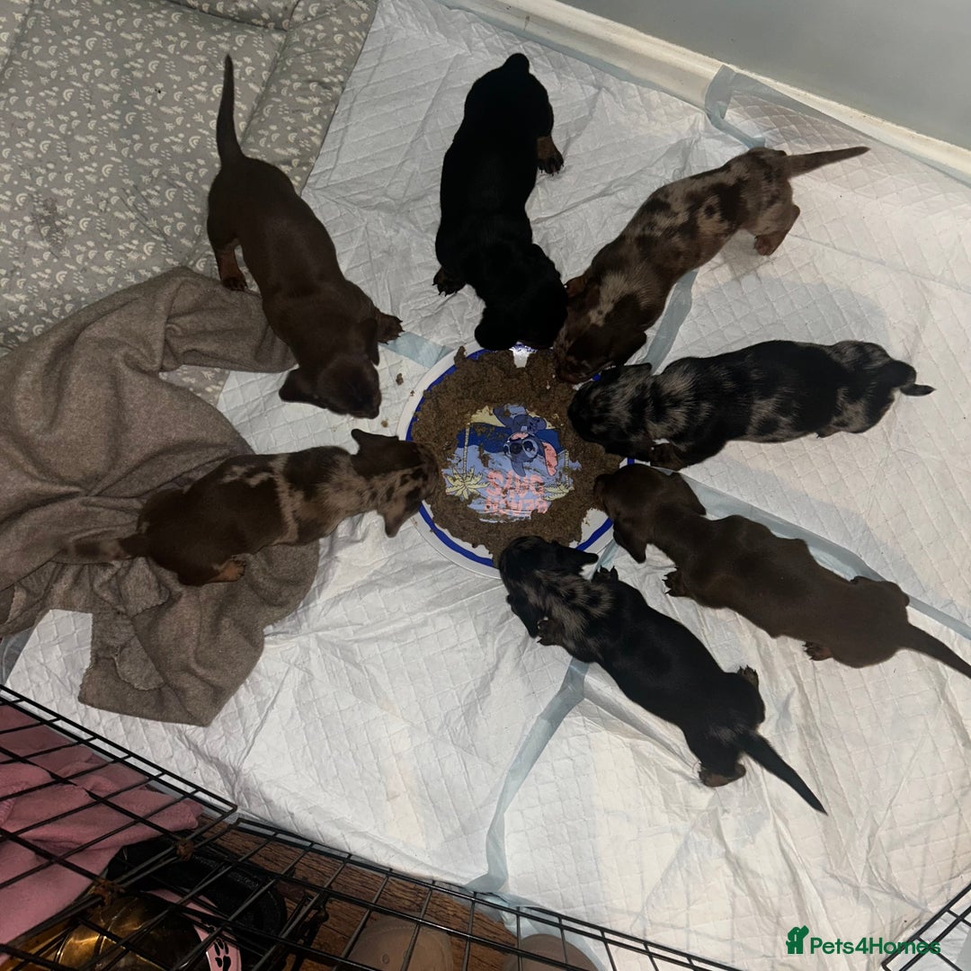 Miniature Dachshund dogs for sale: Mini dachshunds  - Image 6