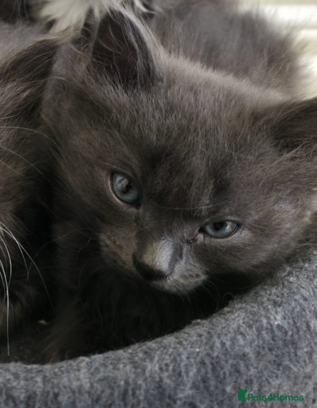 Mixed Breed cats for sale: 5 cute blue and blue&white long-haired kittens - Image 11