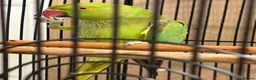 Ringnecks birds for sale: Ringneck - Advert 6