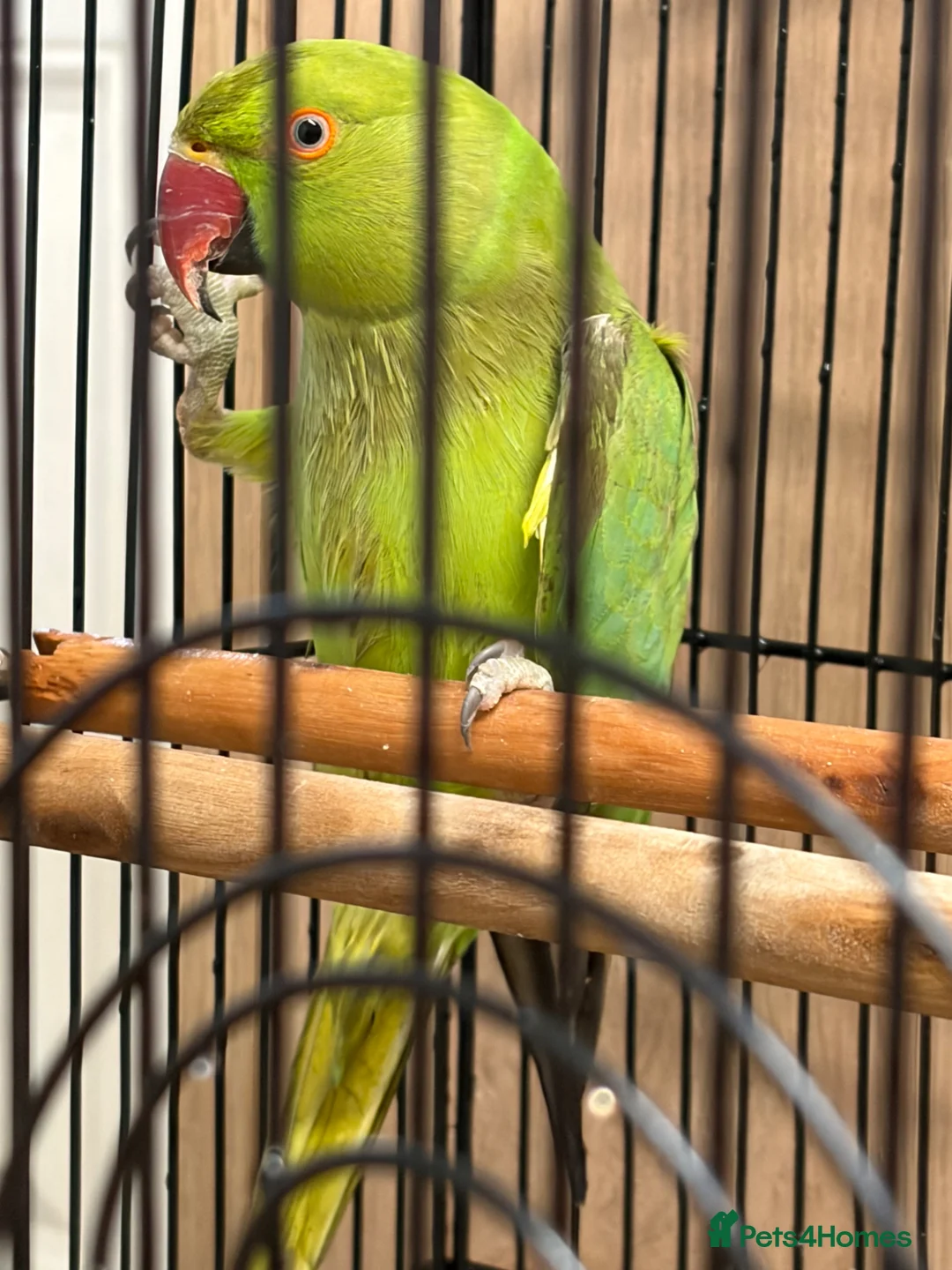 Ringnecks birds for sale: Ringneck - Advert 6