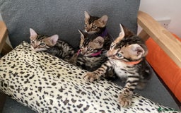 Bengal cats for sale: STUNNING TICA REG Bengal kittens READY NOW  in Blandford Forum - Image 9