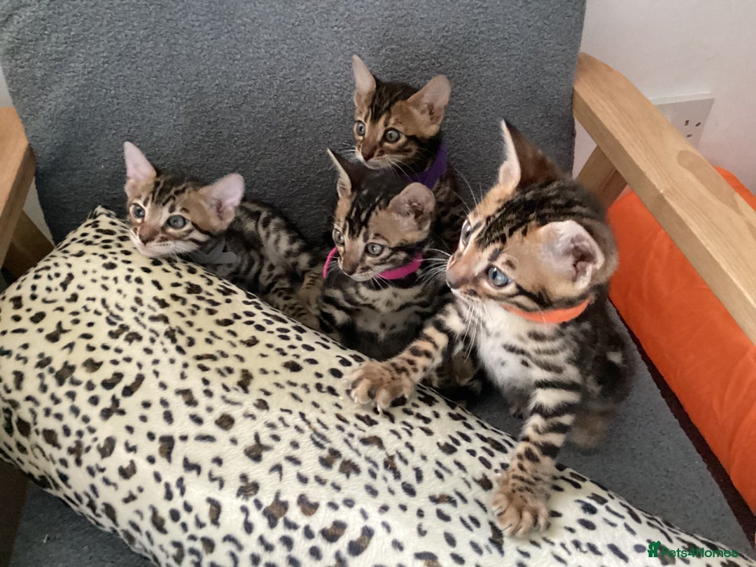 Bengal cats for sale: STUNNING TICA REG Bengal kittens READY NOW  in Blandford Forum - Image 9