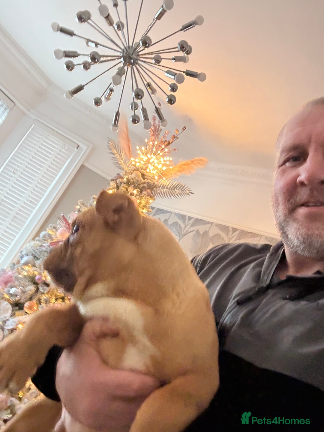 Alapaha Blue Blood Bulldog dogs for sale: ALAPAHA BLUE BLOOD BULLDOGS  - Advert 22