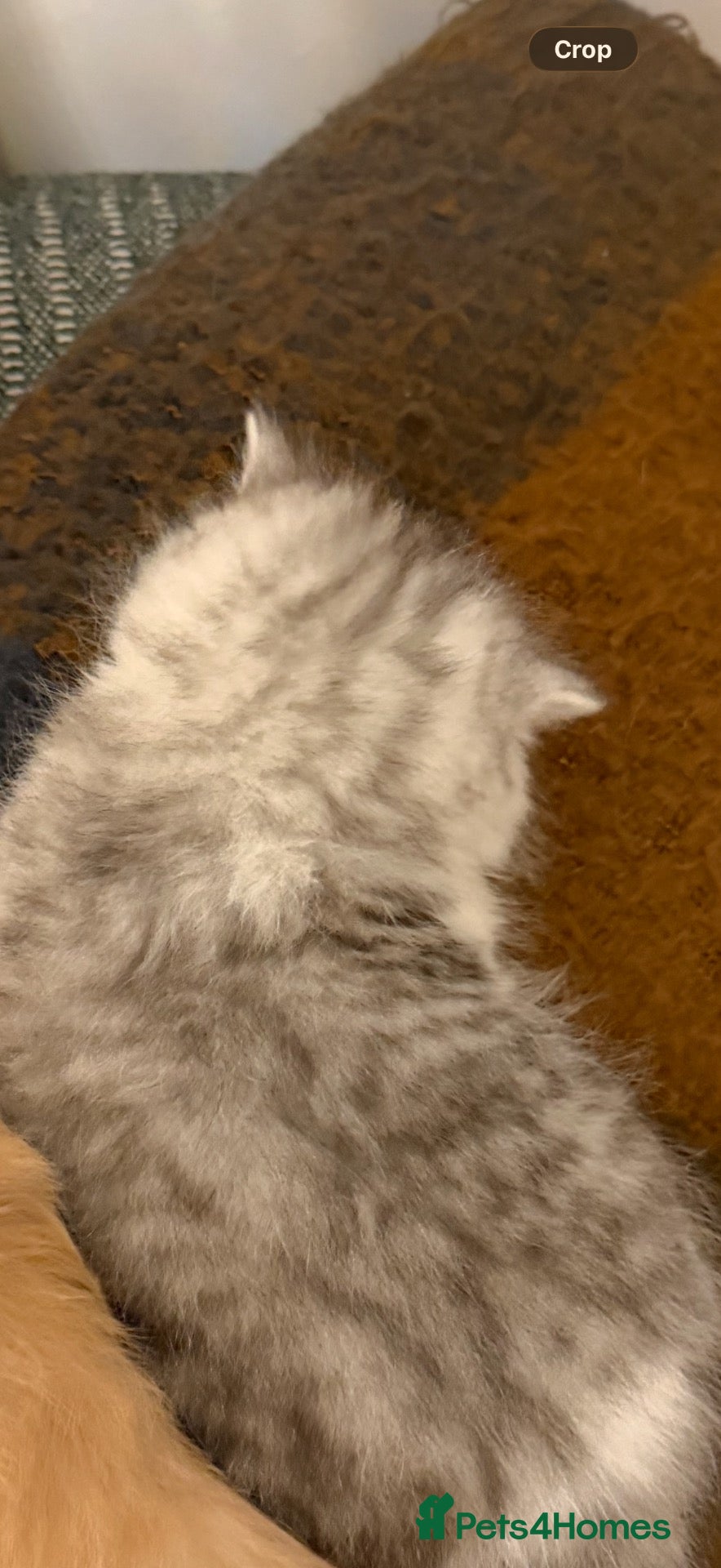 Exotic cats for sale: Beautiful Exotic kittens for sale  - Advert 2