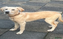 Labrador Retriever dogs for sale: 5 Month old Labrador  Retriever for Sale  - Image 2