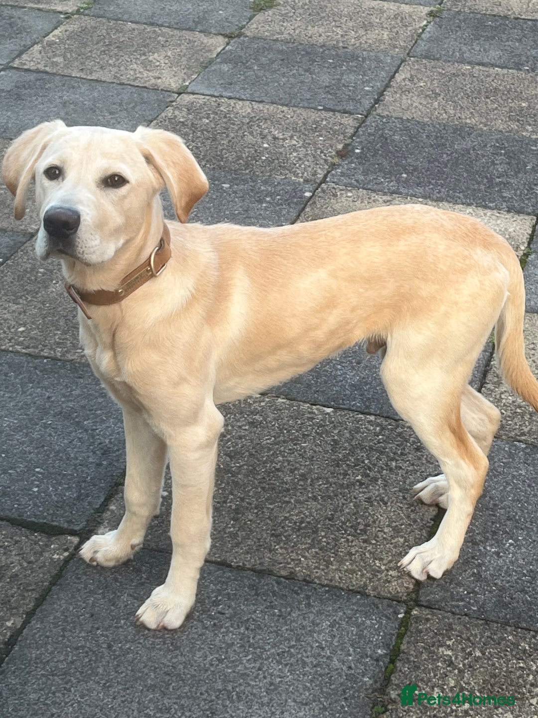 Labrador Retriever dogs for sale: 5 Month old Labrador  Retriever for Sale  - Image 2
