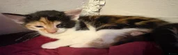 Mixed Breed cats for sale: Kittens for sale  in Bradford - Advert 9