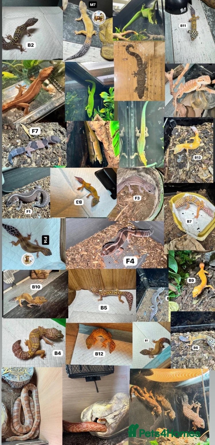 Lizard reptiles Available Rescues Looking for Their Forever Homes - Advert 15