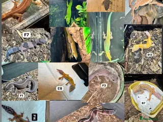 Lizard reptiles Available Rescues Looking for Their Forever Homes - Advert 15