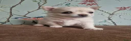 Chihuahua dogs for sale: First jab and health checked Luxury Chihuahua pups - Advert 16