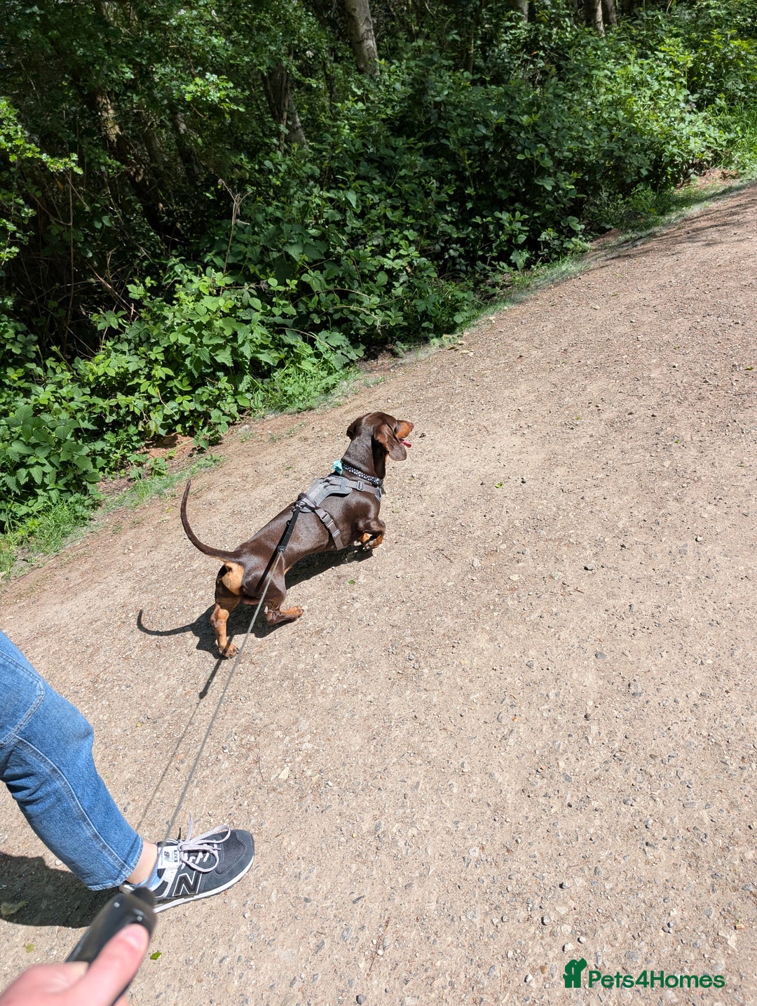 Dachshund dogs for sale: Slinky  - Image 9