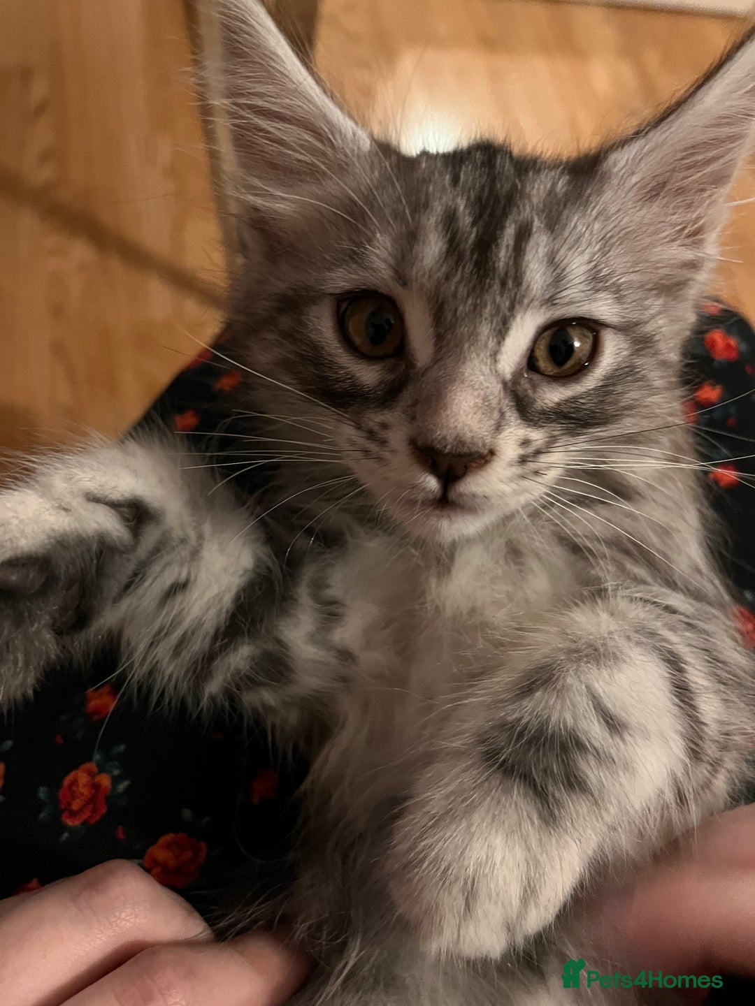 Maine Coon cats for sale: Purebred Maincoons Kittens - Advert 11