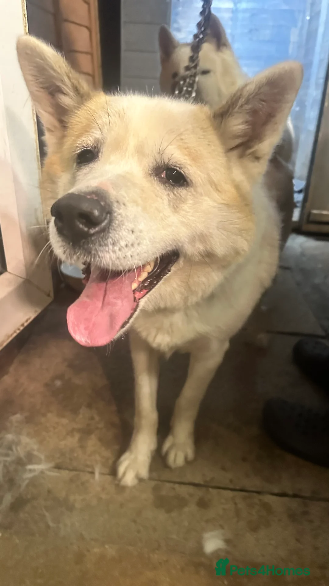 Akita dogs for sale: Akita in need of rehoming  - Advert 4