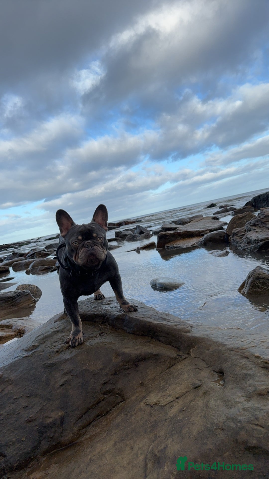 French Bulldog dogs for stud: Stud  - Advert 2