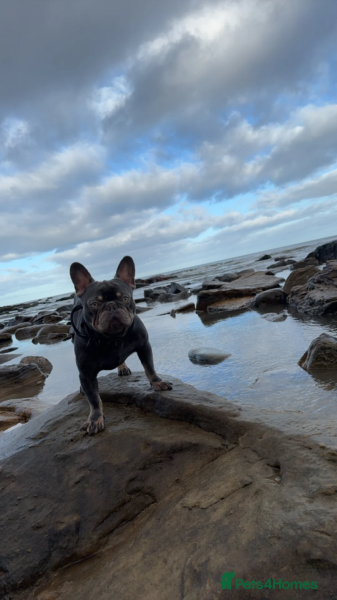 French Bulldog dogs for stud: Stud  - Advert 2