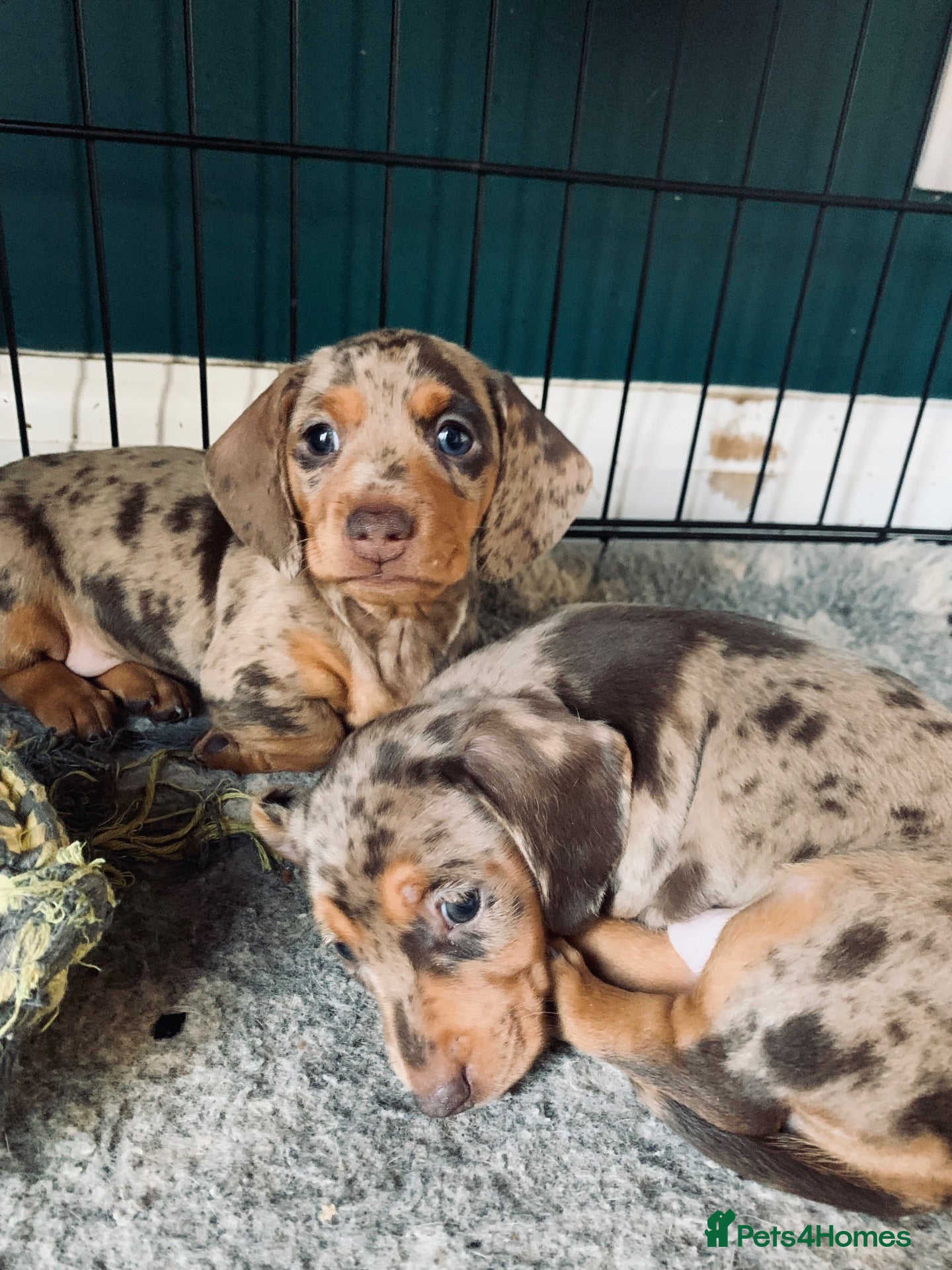 Miniature Dachshund dogs Beautiful miniature dauchund  - Advert 1