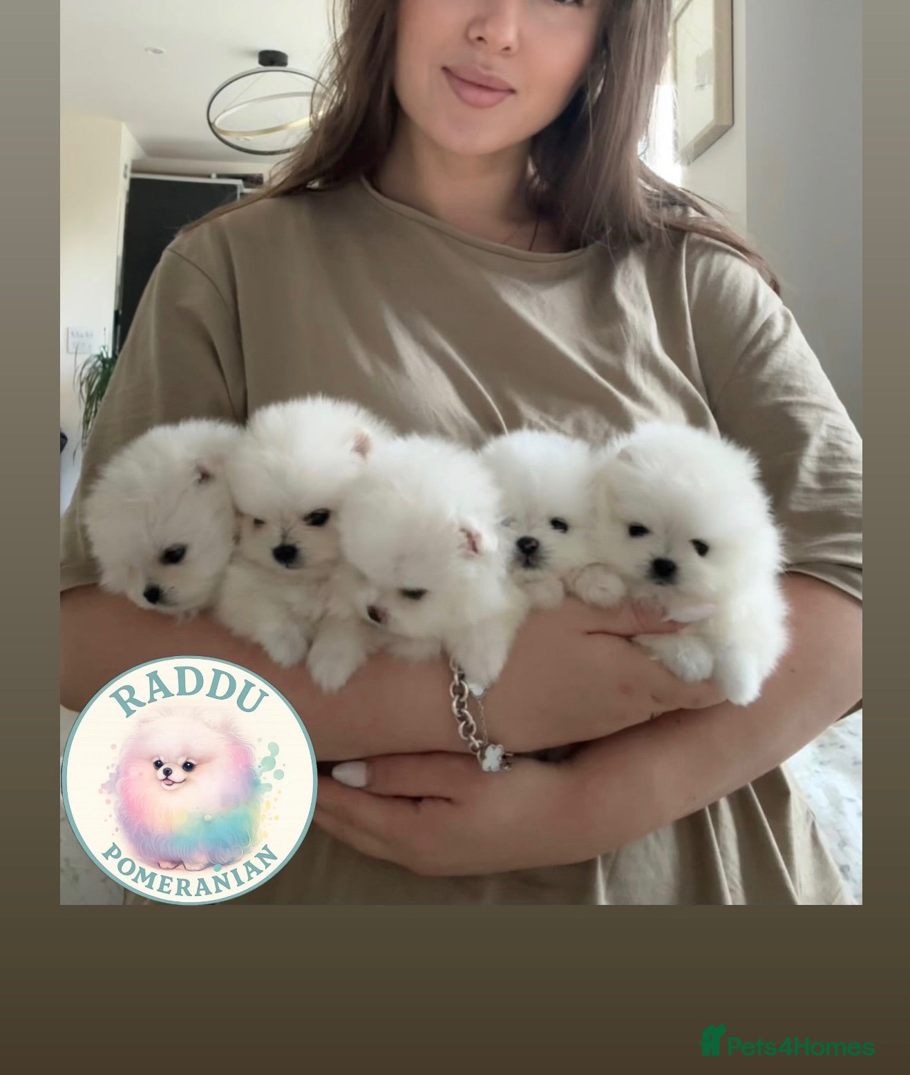 Pomeranian dogs 🏆Champion Teddies🧸 KC registered ✔️ - Advert 1