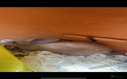 Continental Giant rabbits for sale: Giant continental blues fawn and fawn blue point - Image 3