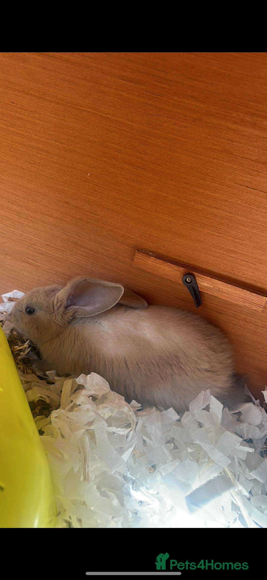 Continental Giant rabbits for sale: Giant continental blues fawn and fawn blue point - Image 3