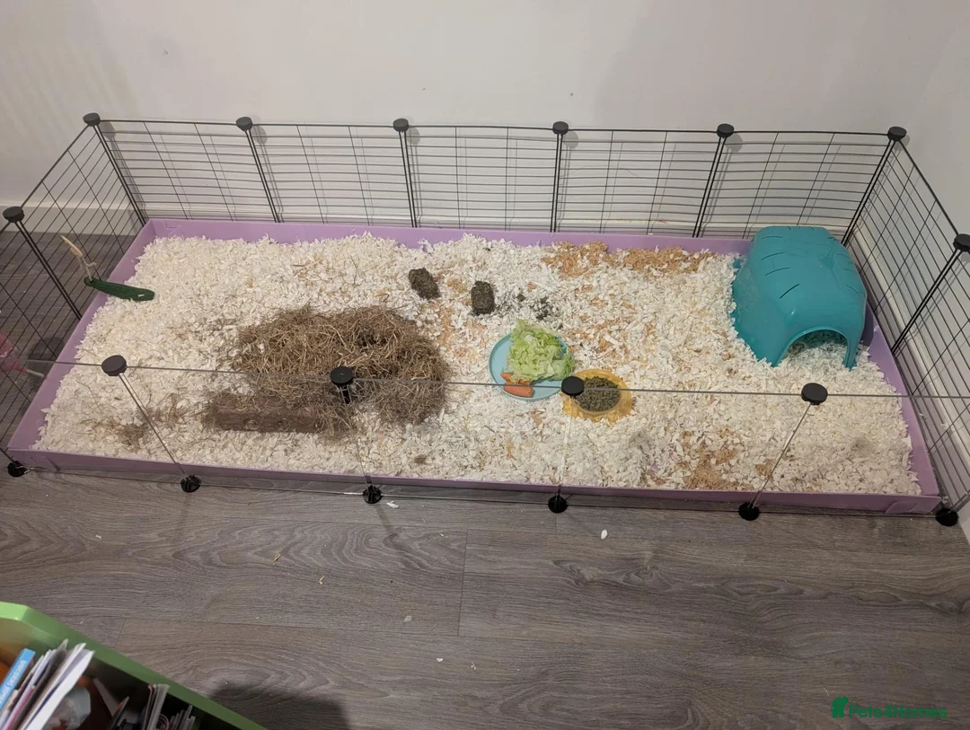 Guinea Pig rodents for sale: Pair of 2-Year-Old Male Guinea Pigs in Harrogate - Advert 6