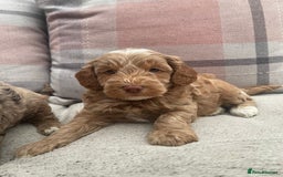Cockapoo dogs for sale: f1b toy  stunning cockerpoos  - Image 20