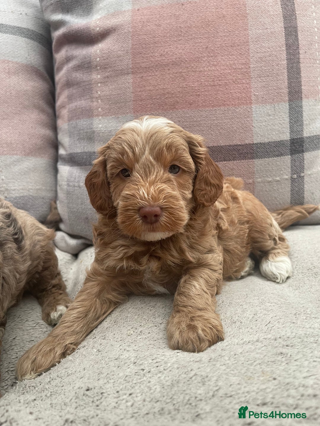 Cockapoo dogs for sale: f1b toy  stunning cockerpoos  - Image 20