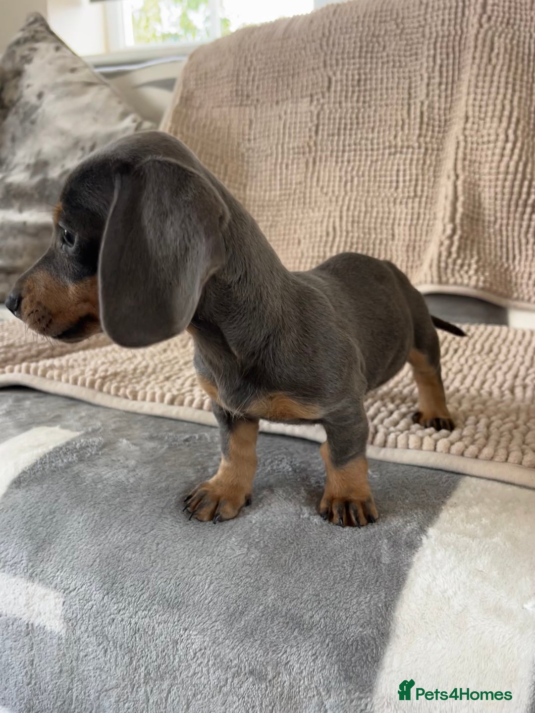 Dachshund dogs for sale: Datchund pups   - Image 8