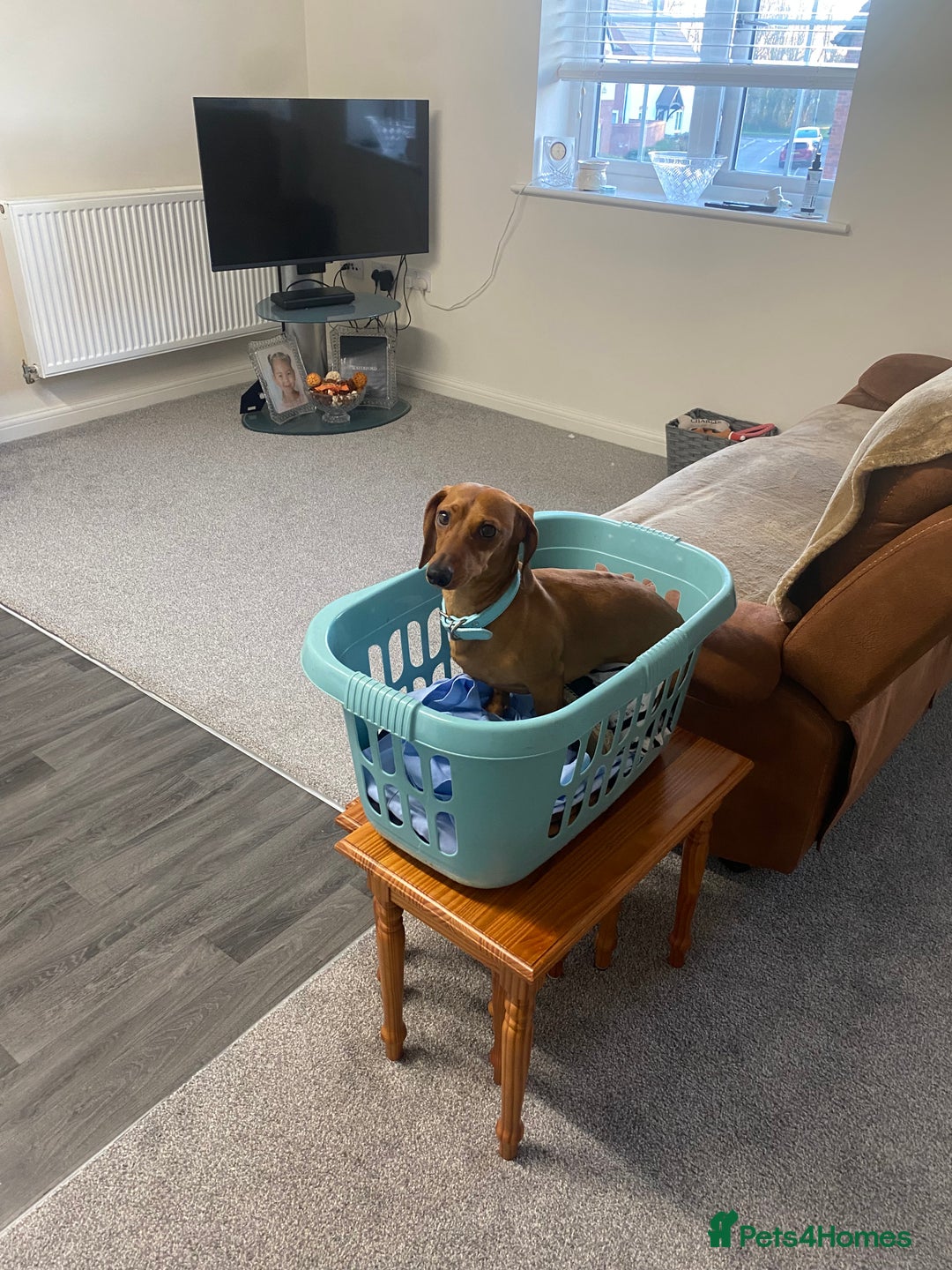 Miniature Dachshund dogs for sale: Miniature dachshund  - Image 14