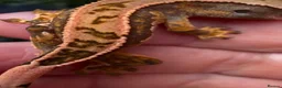 Gecko reptiles for sale: Stunning unique crested gecko baby for sale  - Advert 4