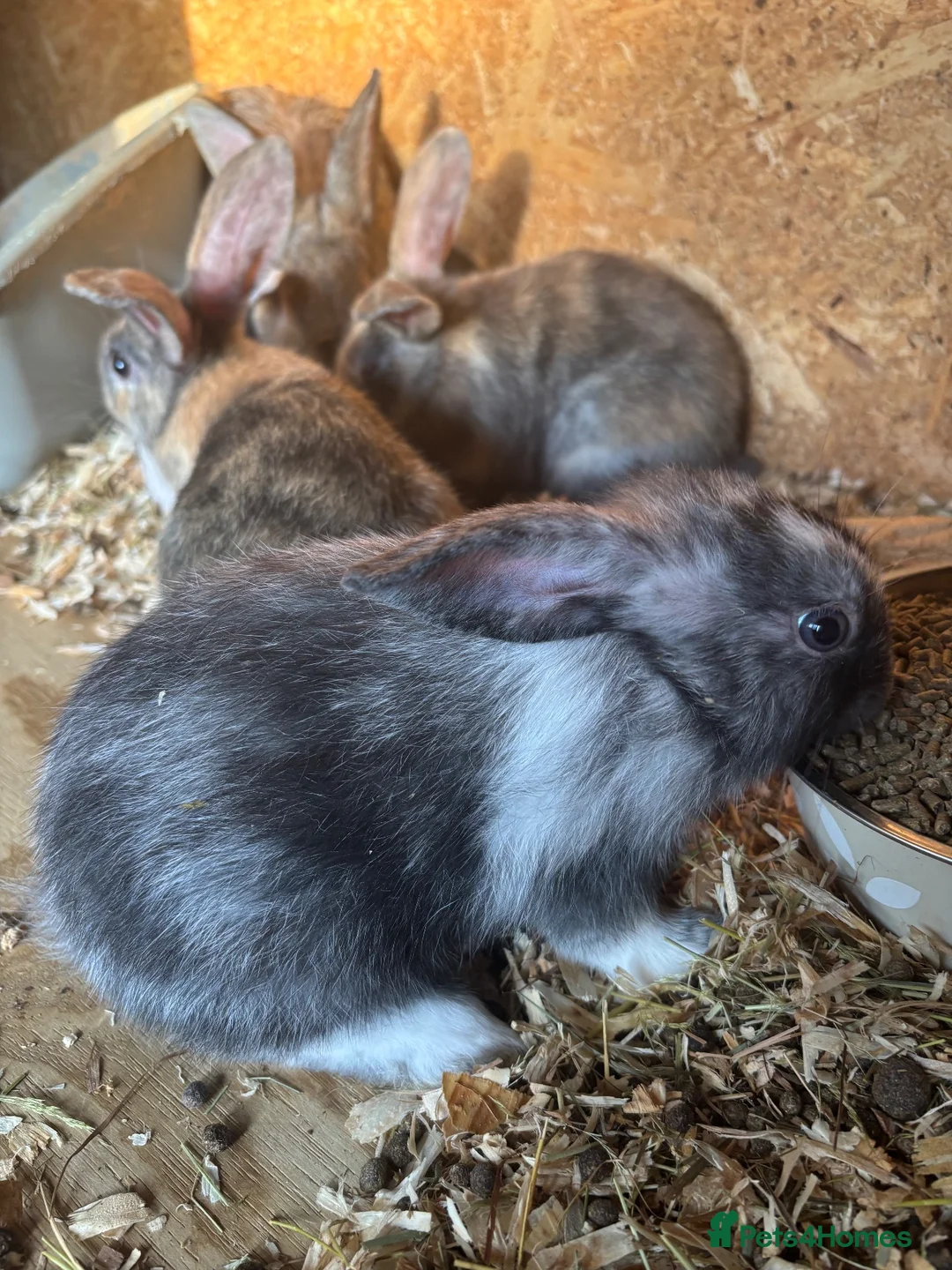 Mixed Breed rabbits for sale: Bunnies for sale in Thetford - Advert 5