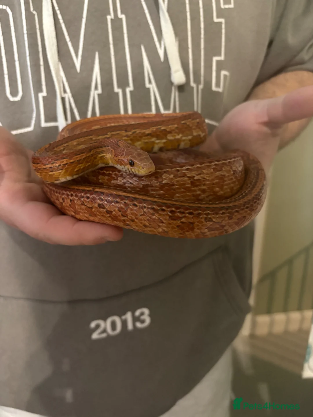 Mixed Breed reptiles for sale: Various snakes for sale - Advert 14