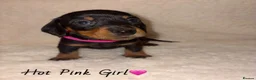 Miniature Dachshund dogs for sale: KC Miniature Dachshund Puppies - Advert 11