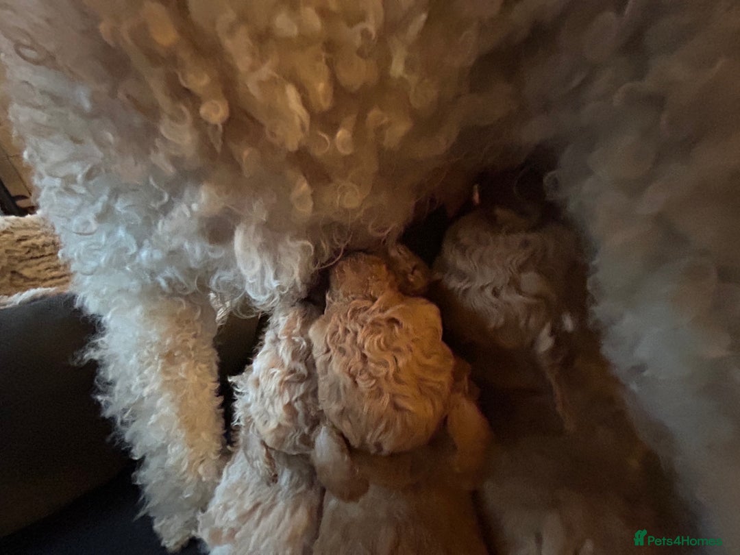 Miniature Poodle dogs for sale: Miniature Poodle Puppies  - Advert 3