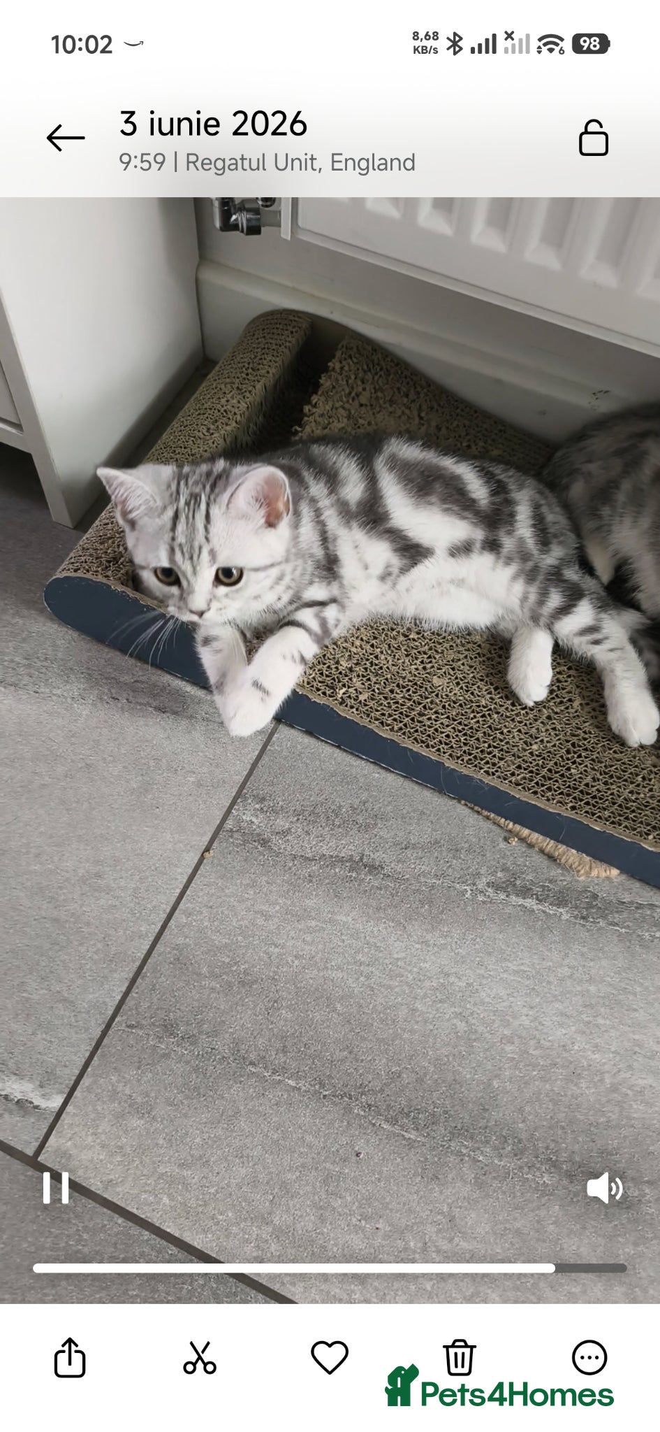 Scottish Fold cats Only 2 Beautiful Scottish Straight Kittens Left! - Advert 2