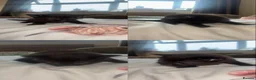 Mixed Breed cats for sale: 4 lovely kitties ready for their forever homes  - Advert 4