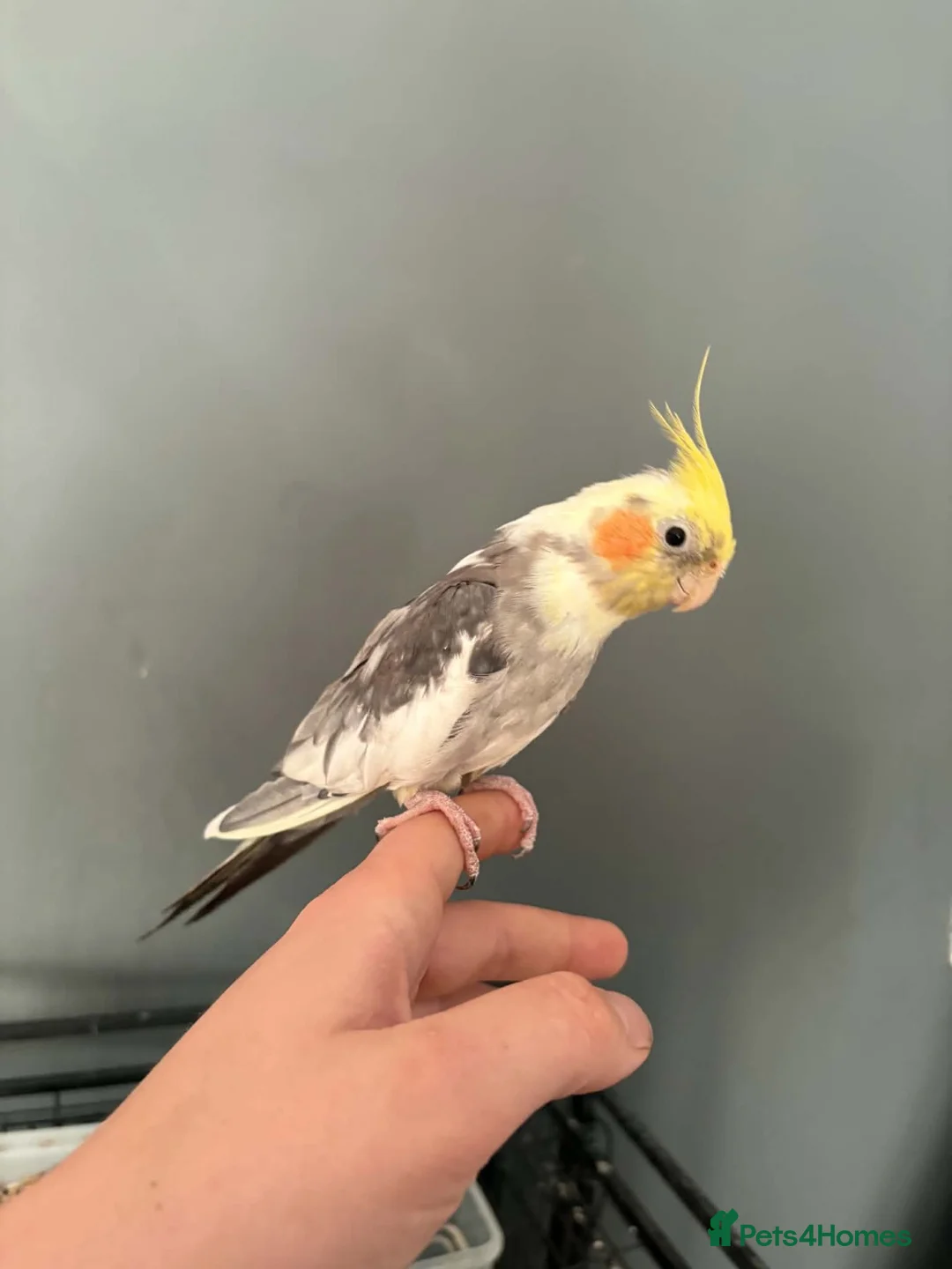 Cockatiels birds for sale: Handtame female cockatiel  - Advert 5