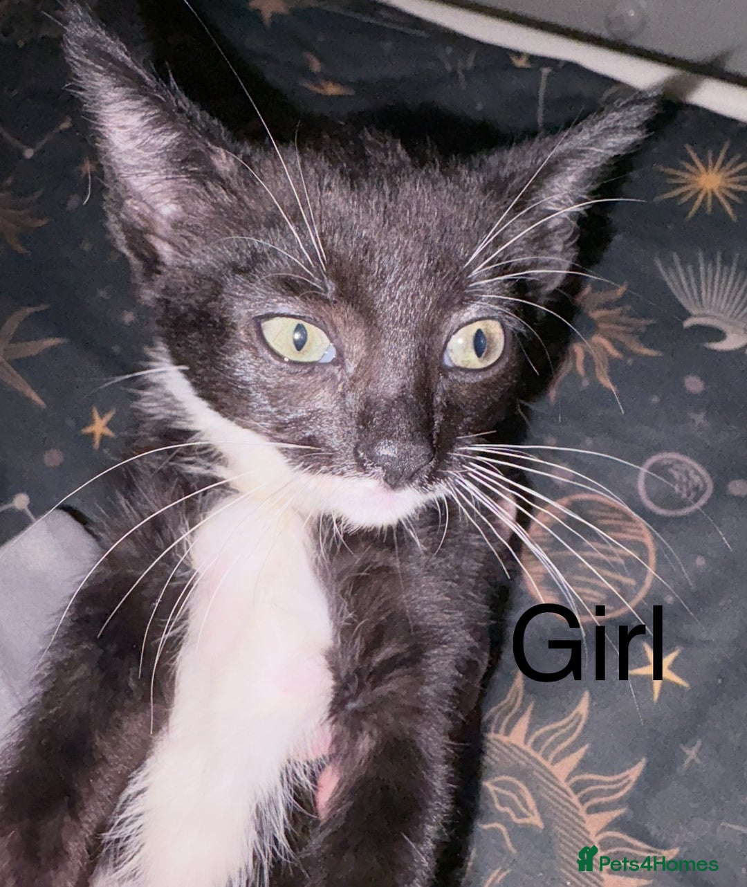 Mixed Breed cats for sale: Kittens ready for loving homes  - Image 3