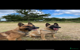 Mixed Breed dogs for sale: German shepherd x Belgian shepherd puppies - Image 10