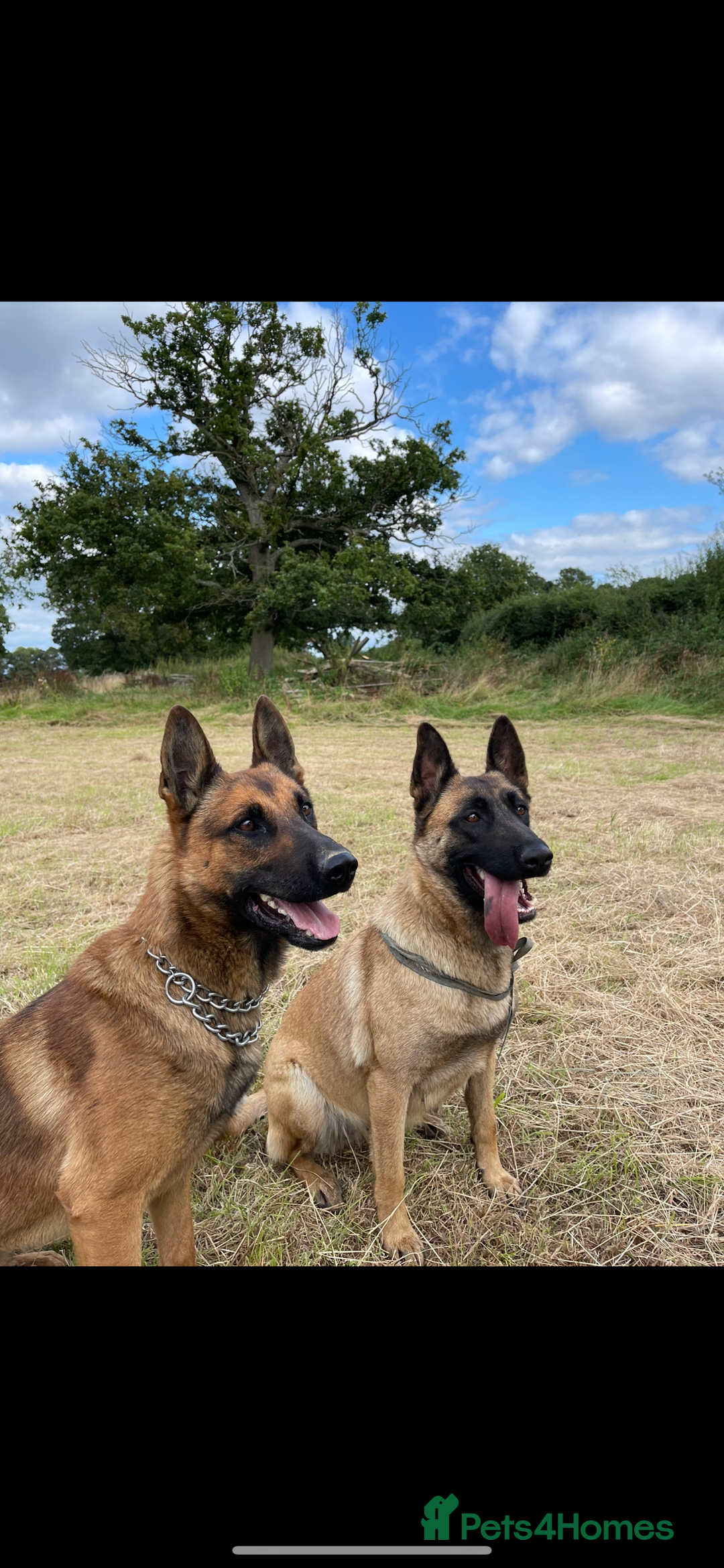 Mixed Breed dogs for sale: German shepherd x Belgian shepherd puppies - Image 10