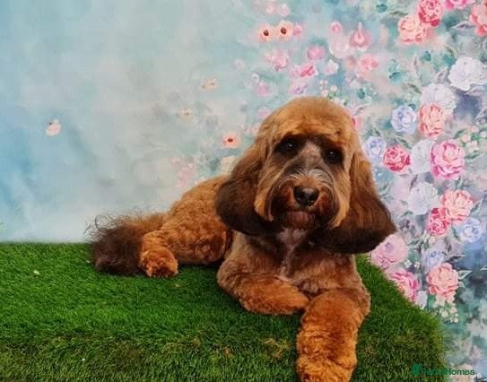 Cockapoo dogs Experienced & Dna tested F1 Sable Cockapoo Stud in Cannock - Advert 2