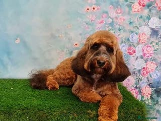 Cockapoo dogs Experienced & Dna tested F1 Sable Cockapoo Stud in Cannock - Advert 5