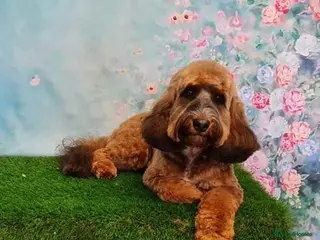 Cockapoo dogs Experienced & Dna tested F1 Sable Cockapoo Stud in Cannock - Advert 19