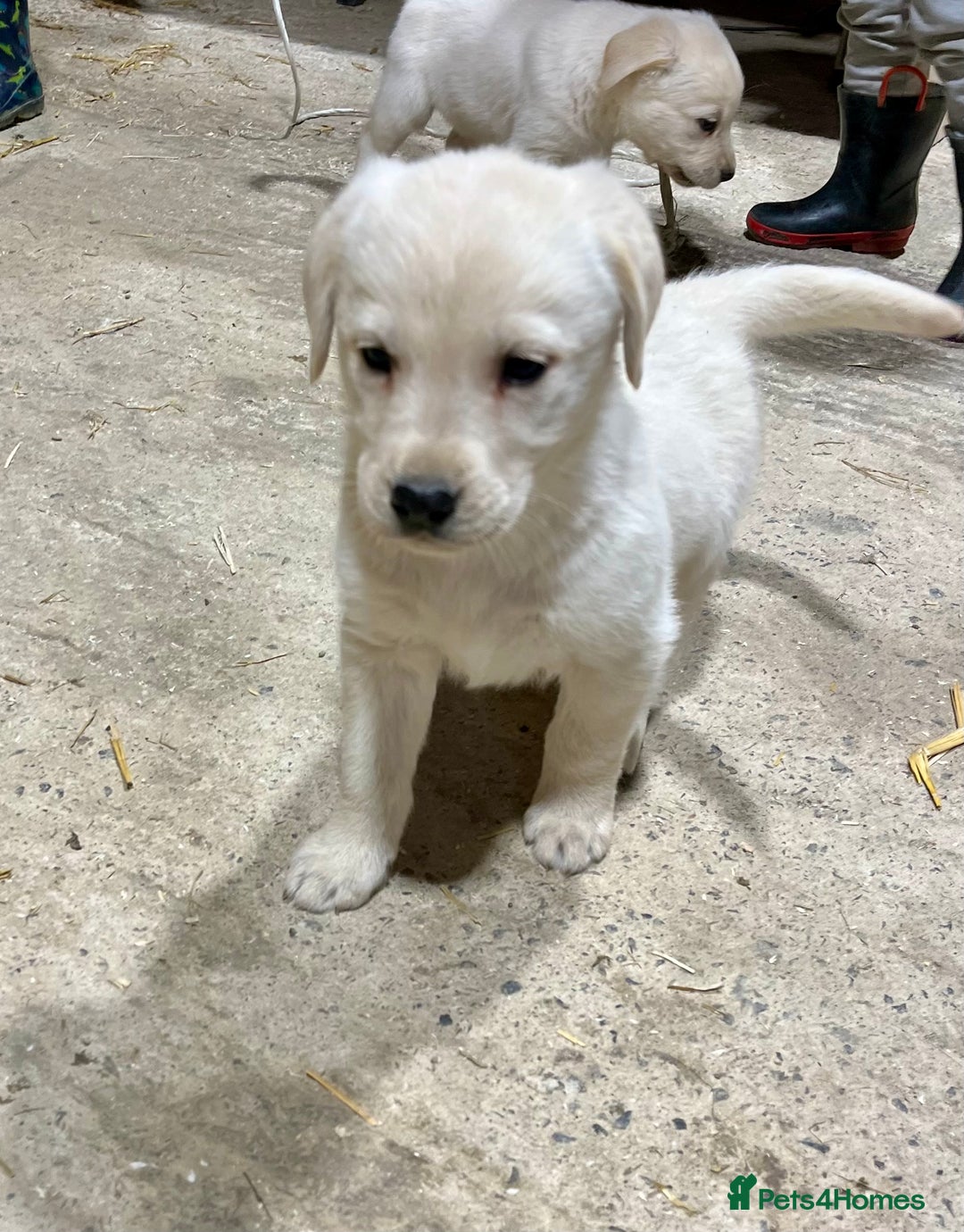 Labrador Retriever dogs for sale: Labrador Retriever Pups Ready for Forever Homes - Image 2