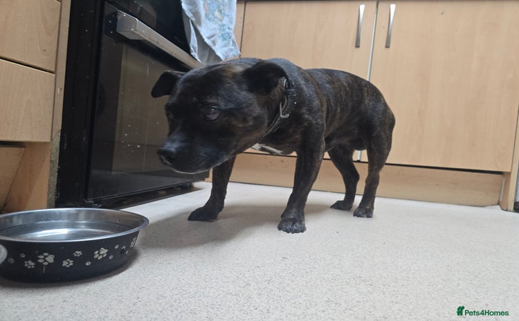 Staffordshire Bull Terrier dogs - Advert 6