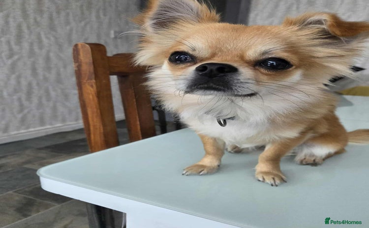 Chihuahua dogs - Advert 2